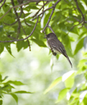 Eastern Phoebe 8136
